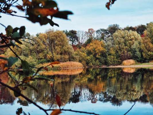 Die wunderschöne Welt mit Hund.-Beitrag-Bild