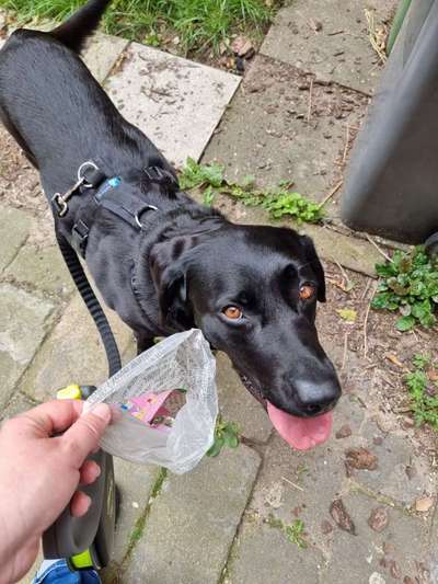 Wird das Thema Giftköder zu wenig ernst genommen?-Beitrag-Bild