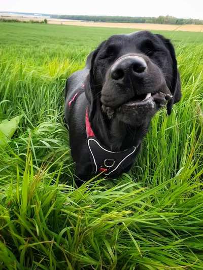 Zeige den lustigsten Blick deines Hundes-Beitrag-Bild