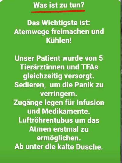 Brachycephale Hunderassen-Beitrag-Bild