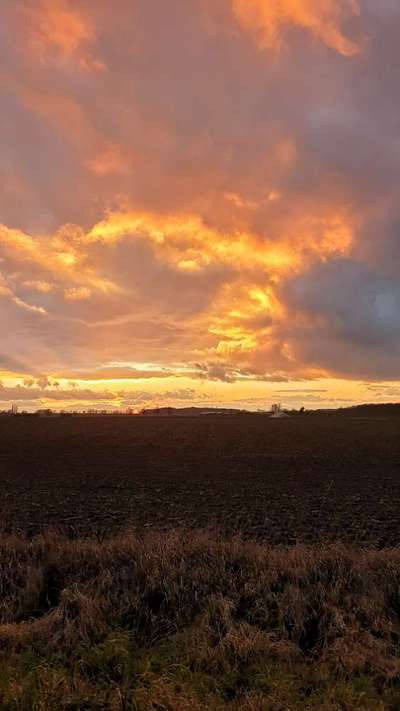 Die wunderschöne Welt mit Hund.-Beitrag-Bild