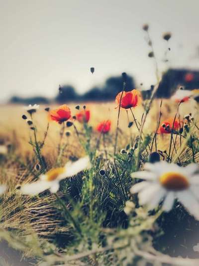 Die wunderschöne Welt mit Hund.-Beitrag-Bild