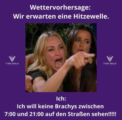 Brachycephale Hunderassen-Beitrag-Bild