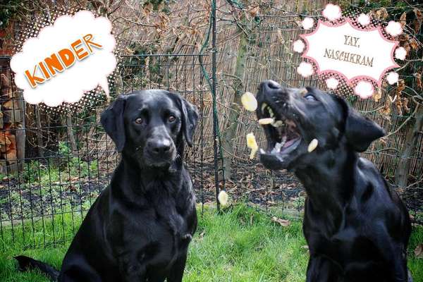 Hunde Memes-Beitrag-Bild