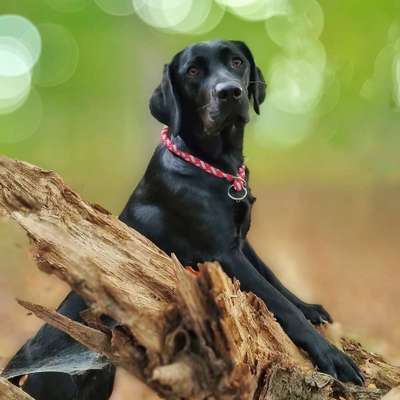 Dogorama Photo Challenge- Wurzeln-Beitrag-Bild