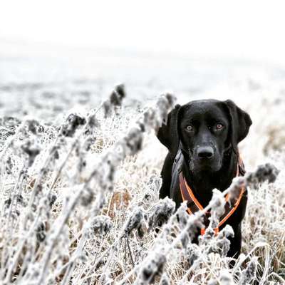 Profifoto Challenge No1 Winter, Schnee-Beitrag-Bild