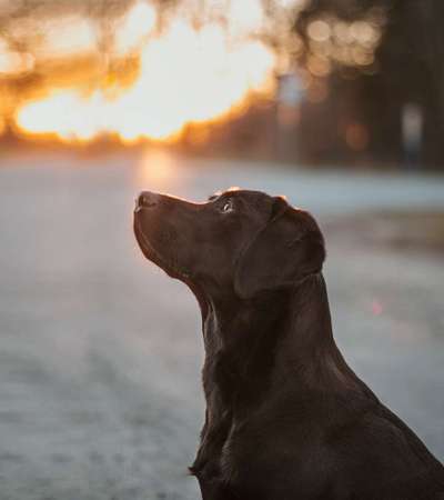 Hundeshooting-Beitrag-Bild