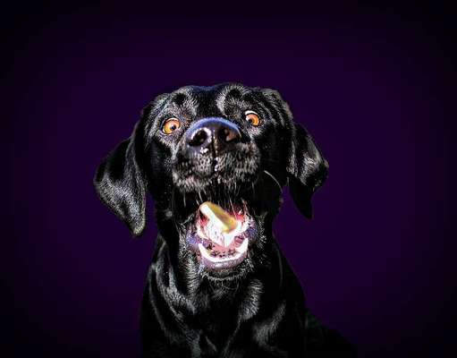 74. Trick-Übung "Leckerli schnappen"-Beitrag-Bild