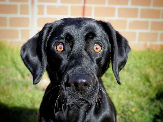 Zeige den lustigsten Blick deines Hundes-Beitrag-Bild