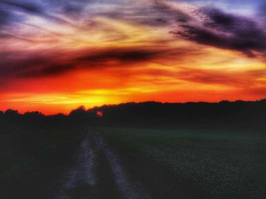 Die wunderschöne Welt mit Hund.-Beitrag-Bild