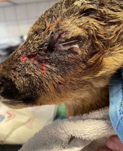 Schattenseiten der Hundehaltung-Beitrag-Bild