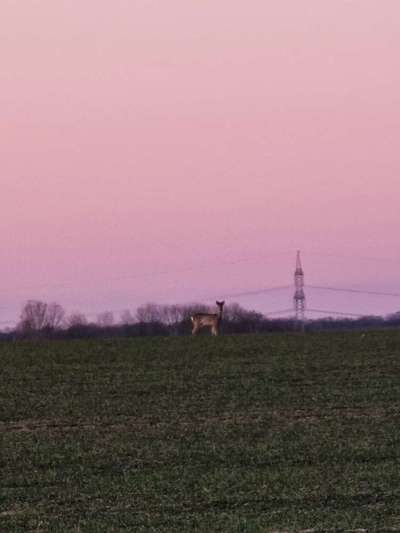 Die wunderschöne Welt mit Hund.-Beitrag-Bild