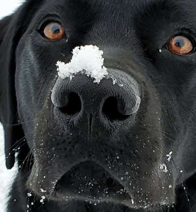 Zeigt her eure Hundenasen-Beitrag-Bild