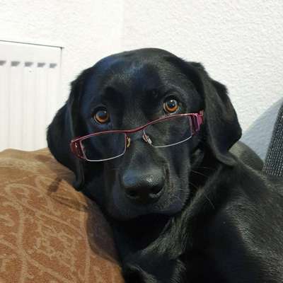 Umfrage zur relativen Schnauzenlänge-Beitrag-Bild