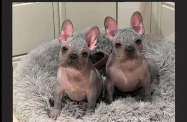 Brachycephale Hunderassen-Beitrag-Bild