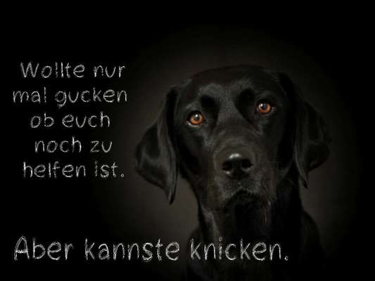 Hunde Memes-Beitrag-Bild