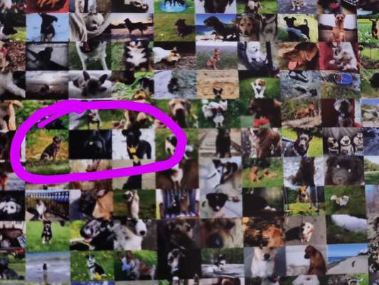 Zeig deinen Hund in der Kalender-Collage-Beitrag-Bild