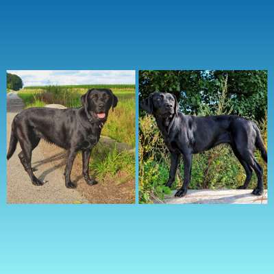 Der Gewichts-Thread-Beitrag-Bild