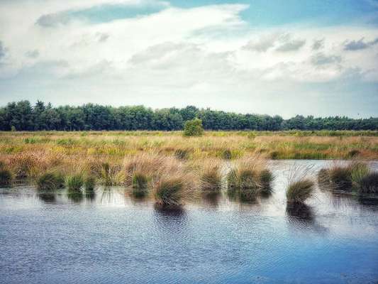 Die wunderschöne Welt mit Hund.-Beitrag-Bild
