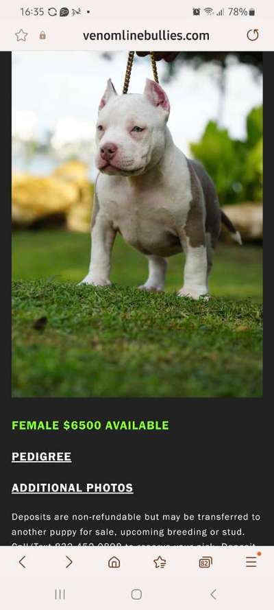 American Bully – Neue Einstufung als gefährlicher Hund in Braunschweig-Beitrag-Bild