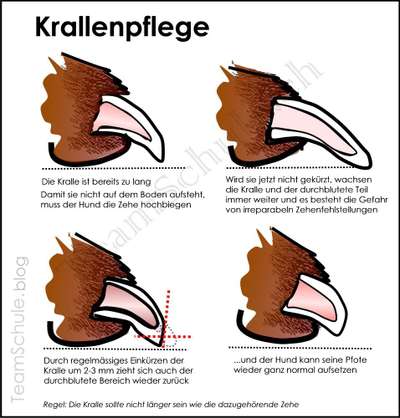 Krallen zu lang?-Beitrag-Bild