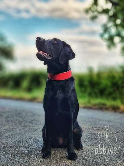 Black dogs are beautiful-Beitrag-Bild