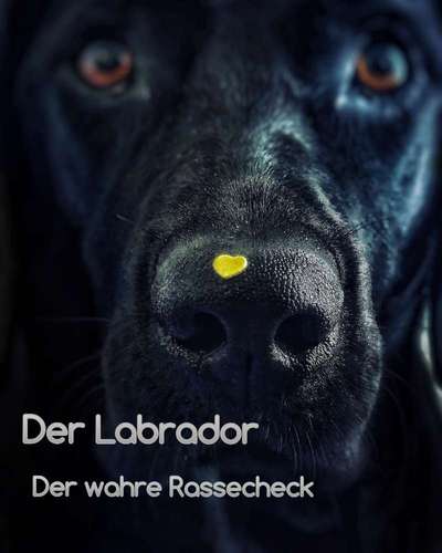 Rassecheck Labrador-Beitrag-Bild