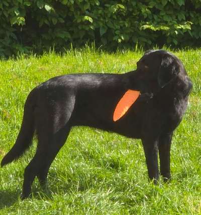 Hundespielsachen oder Sextoy-Beitrag-Bild