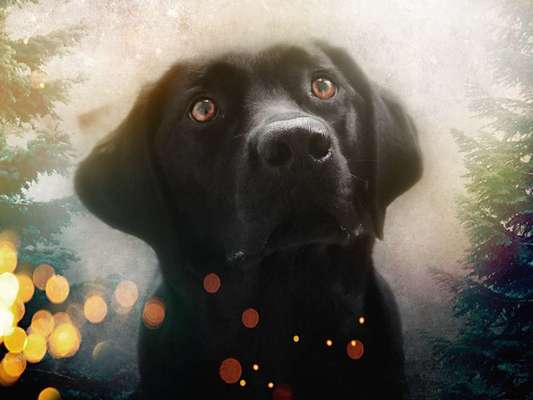 Photoshop und Co.-Beitrag-Bild