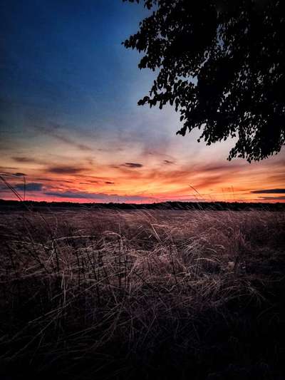 Die wunderschöne Welt mit Hund.-Beitrag-Bild