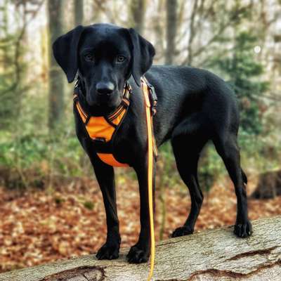 Dogorama Photo Challenge - an der Leine-Beitrag-Bild