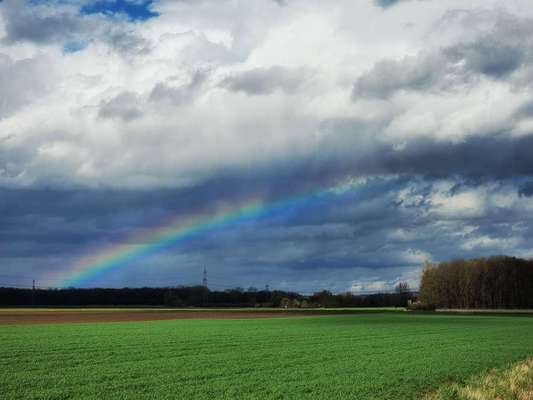 Die wunderschöne Welt mit Hund.-Beitrag-Bild