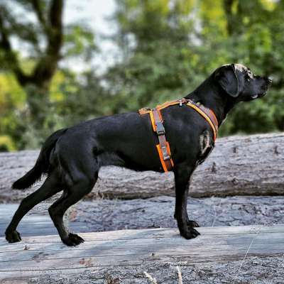 Alles rund um den Schäferhund, diskutieren erwünscht.-Beitrag-Bild