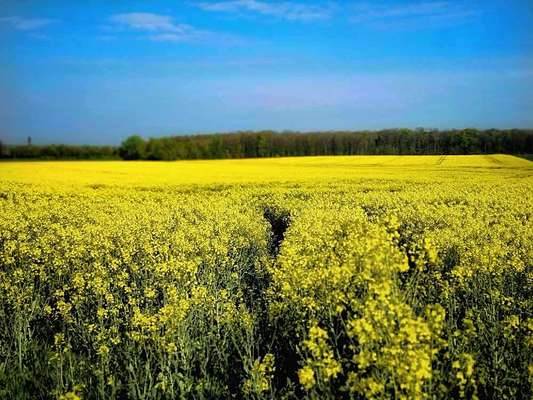 Die wunderschöne Welt mit Hund.-Beitrag-Bild