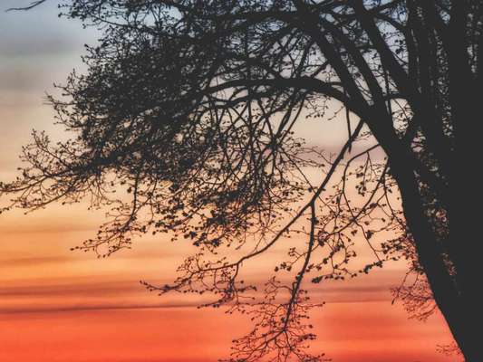 Die wunderschöne Welt mit Hund.-Beitrag-Bild