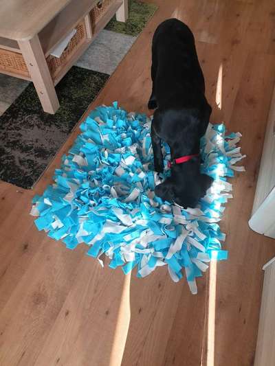 Bastelstunde für den Vierbeiner-Beitrag-Bild