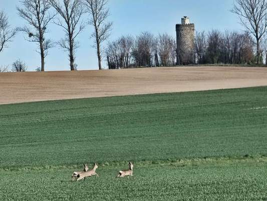 Die wunderschöne Welt mit Hund.-Beitrag-Bild