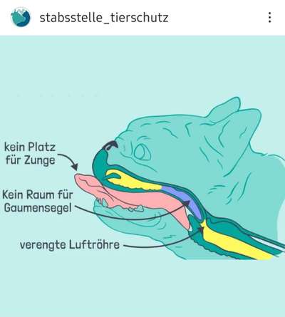 Brachycephale Hunderassen-Beitrag-Bild