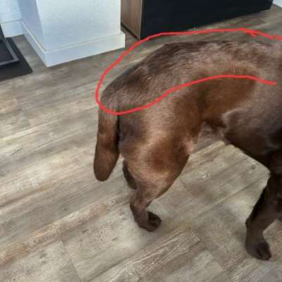 Hündin nach Läufigkeit nicht mehr so aktiv-Beitrag-Bild