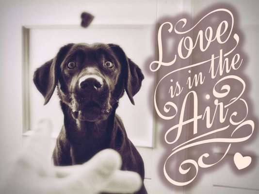 74. Trick-Übung "Leckerli schnappen"-Beitrag-Bild