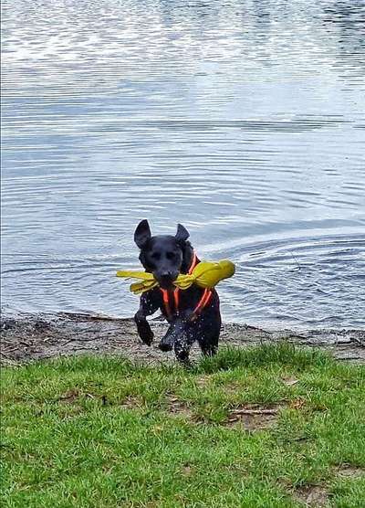 Fotochallenge 66 ~ Rennaction -Zeig deinen Hund im Lauf-Beitrag-Bild