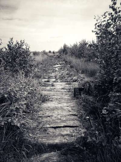 Die wunderschöne Welt mit Hund.-Beitrag-Bild