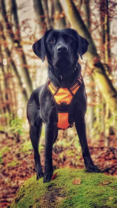 Foto's und Hundemodels-Beitrag-Bild