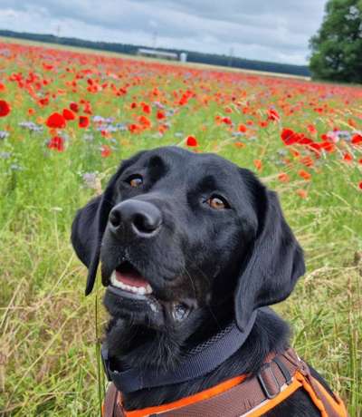 Fotochallenge 78

Es grünt und blüht-Beitrag-Bild