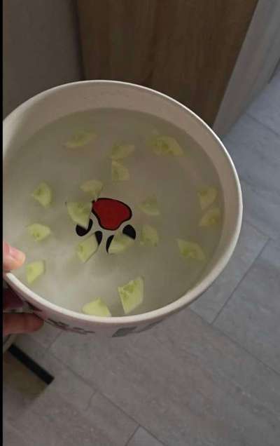 Hund will kein Wasser trinken bei Hitze-Beitrag-Bild