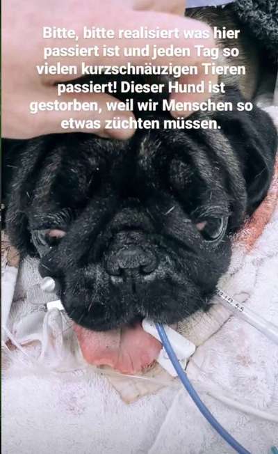 Brachycephale Hunderassen-Beitrag-Bild