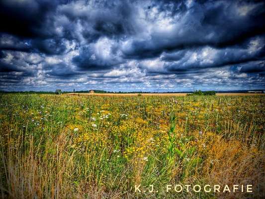 Die wunderschöne Welt mit Hund.-Beitrag-Bild