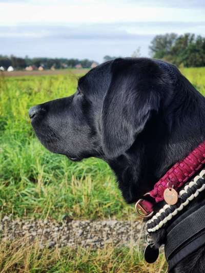 Welches Halsband trägt dein Hund und warum dieses?-Beitrag-Bild