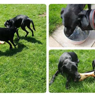 Stress bei Hunden durch Vermenschlichung?-Beitrag-Bild