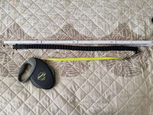 Training mit der Flexileine-Beitrag-Bild